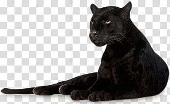 black panther, Panther Lying Down transparent background PNG clipart
