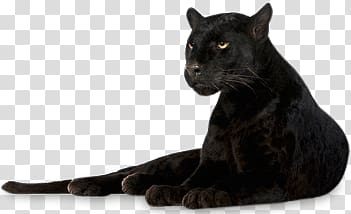 Black panther, Panther Lying Down transparent background PNG clipart ...