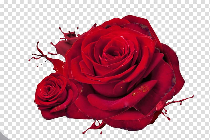 Rose Love Red High-definition television , Rose transparent background PNG clipart