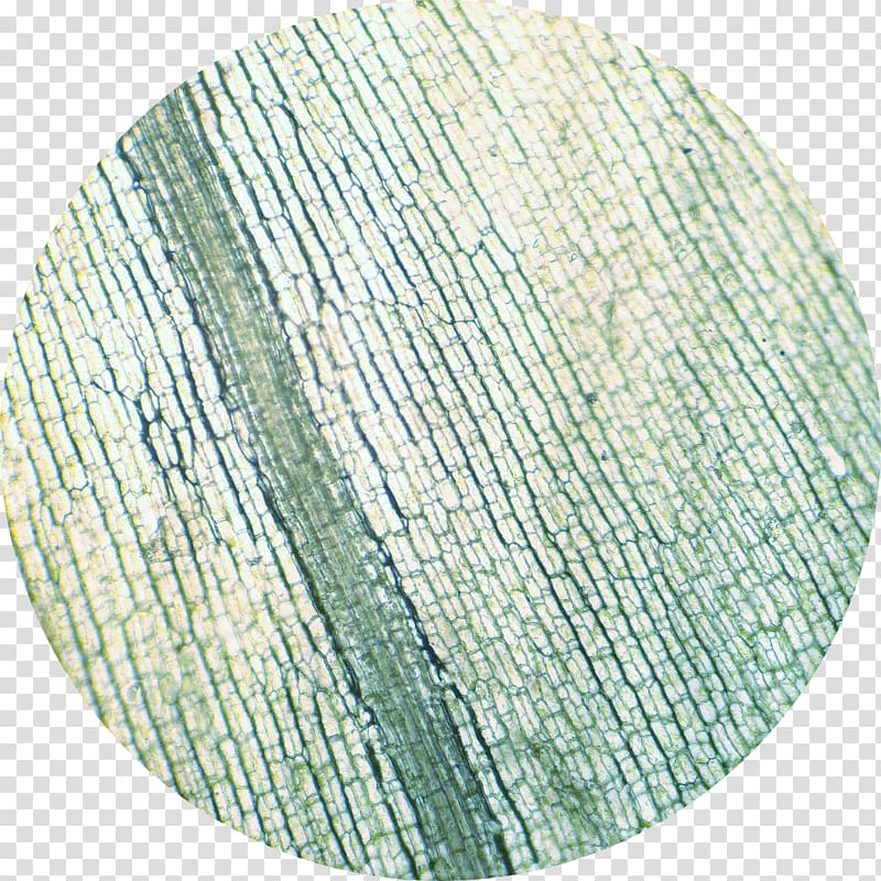 Elodea canadensis Microscope Cell Chloroplast Xylem, microscope transparent background PNG clipart