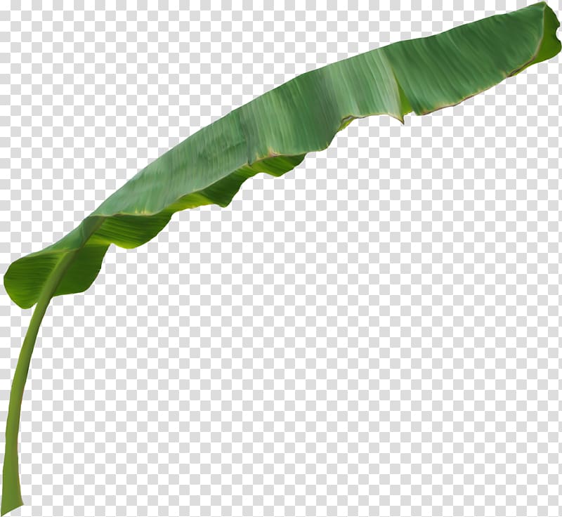 Leaf Plant stem, fruit banana transparent background PNG clipart