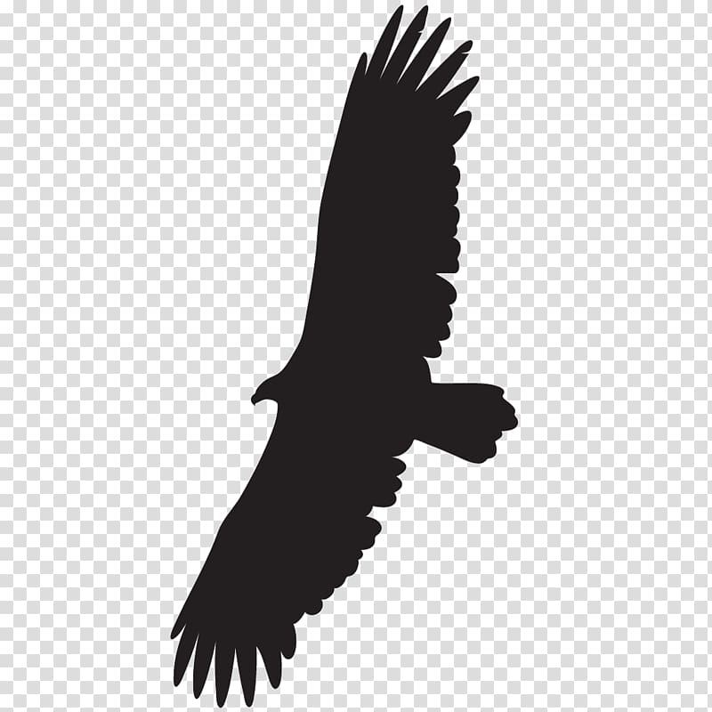 Cornell Lab of Ornithology Turkey vulture Bird Black vulture, bird transparent background PNG clipart