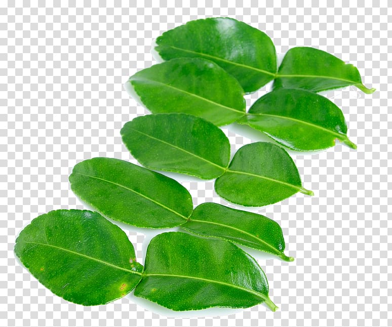 Kaffir lime Leaf Ingredient , Leaf transparent background PNG clipart