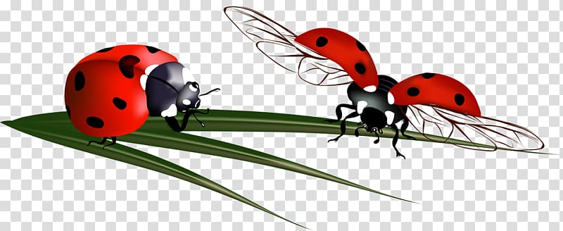 Ladybird Beetle Coccinella septempunctata, Ladybug transparent background PNG clipart