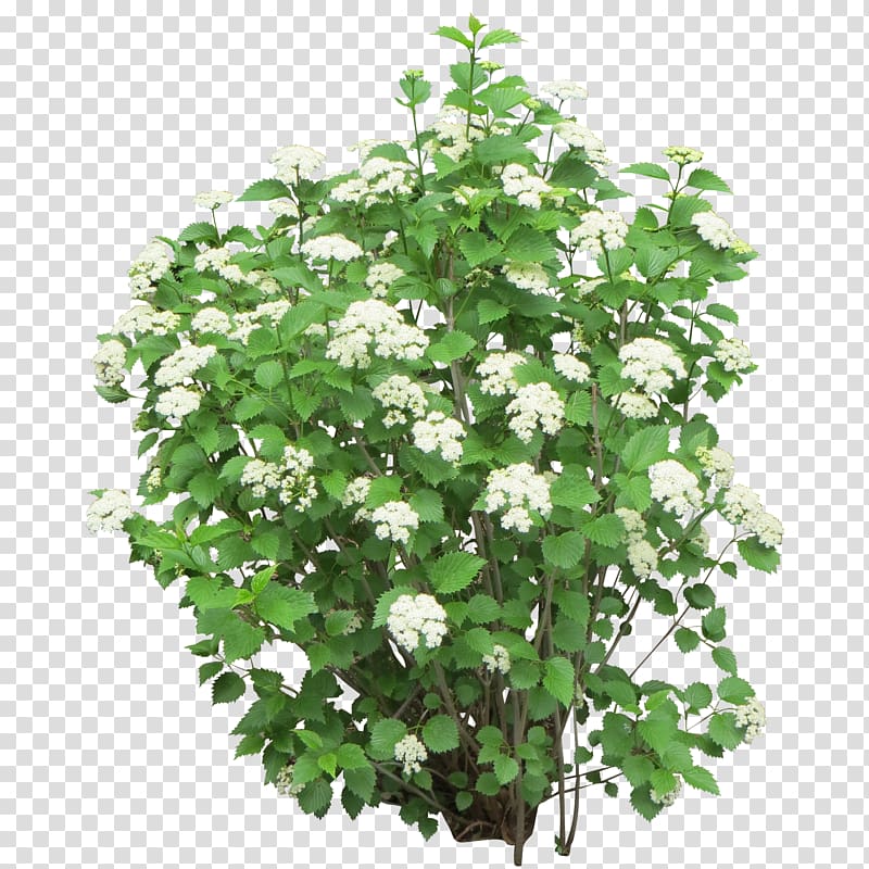 Bushes transparent background PNG clipart