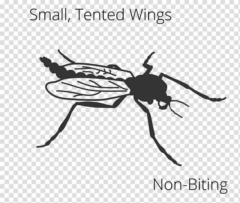 Mosquito Insect wing Fly , mosquito transparent background PNG clipart