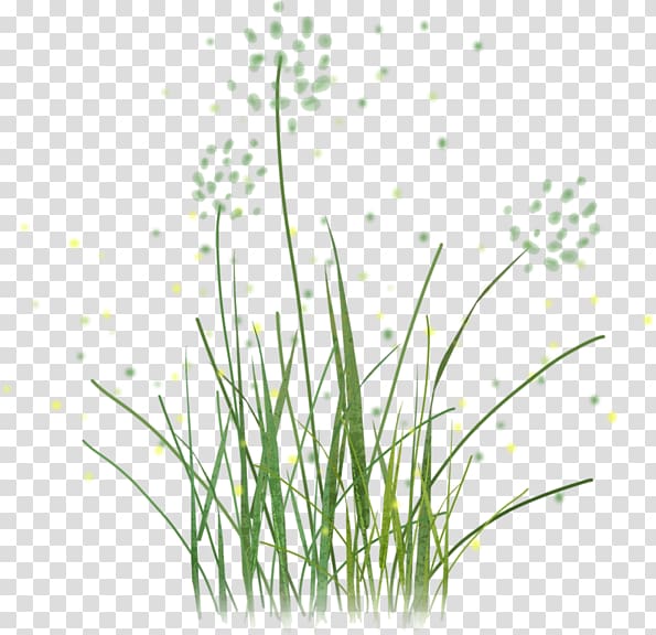 Sweet Grass Vetiver , herbe transparent background PNG clipart