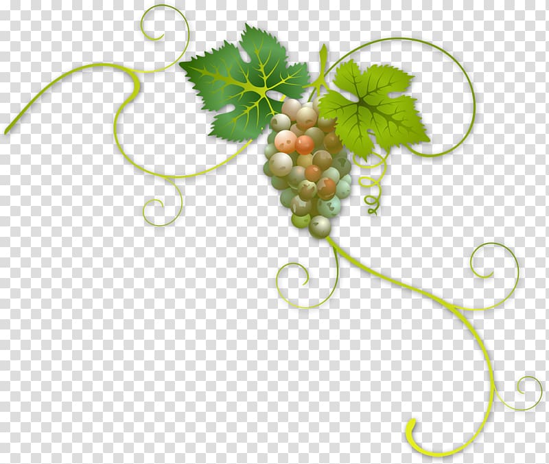 Wine label Common Grape Vine, Grapes transparent background PNG clipart