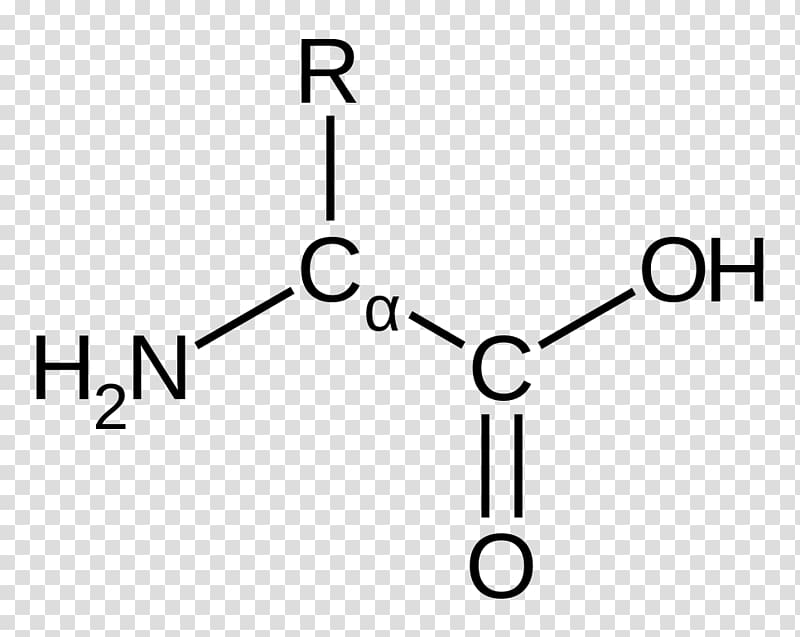 Amino acid Carbamoyl phosphate EPSP synthase Functional group, others transparent background PNG clipart