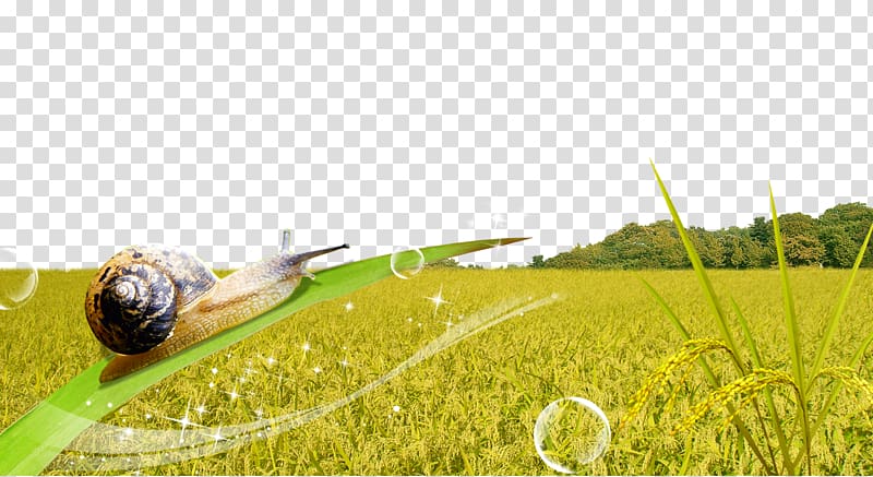 Paddy Field Oryza sativa Fukei Illustration, Golden Rice Field Poster Background transparent background PNG clipart