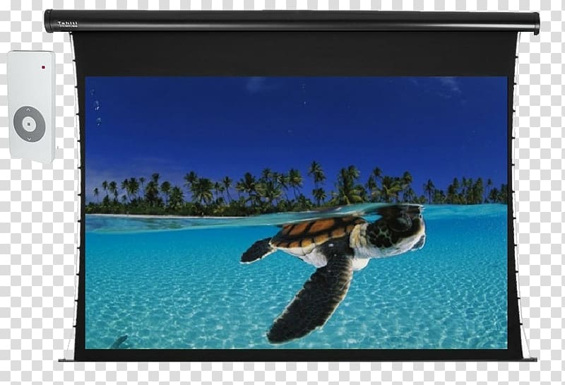 Hol Chan Marine Reserve Sea Turtles Hatching Reptile, TELA transparent background PNG clipart