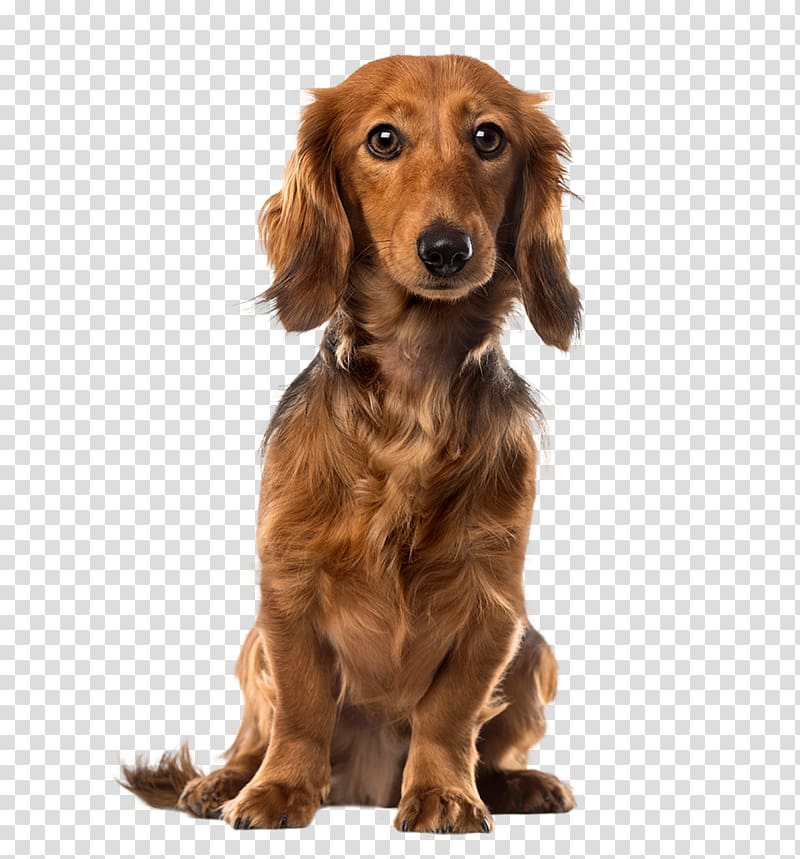 Dachshund Puppy Dog breed Companion dog Pet, puppy transparent background PNG clipart