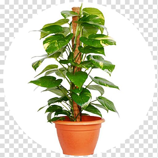 Devil's ivy Houseplant Areca palm Indoor air quality, plant transparent background PNG clipart