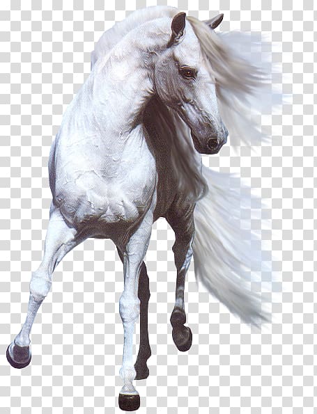 White horse Stallion , horse transparent background PNG clipart