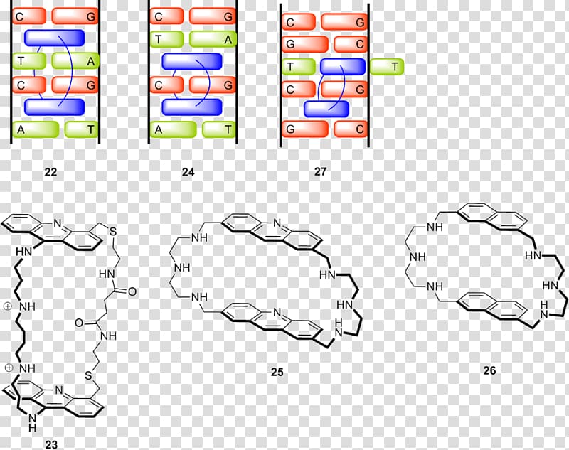 Supramolecular chemistry Molecule Organism, transparent background PNG clipart