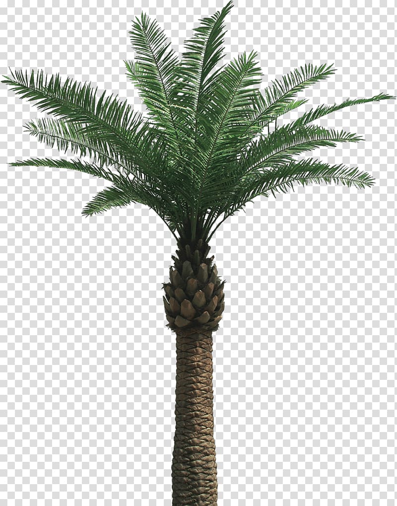 green palm tree illustration, Large Palm Tree transparent background PNG clipart