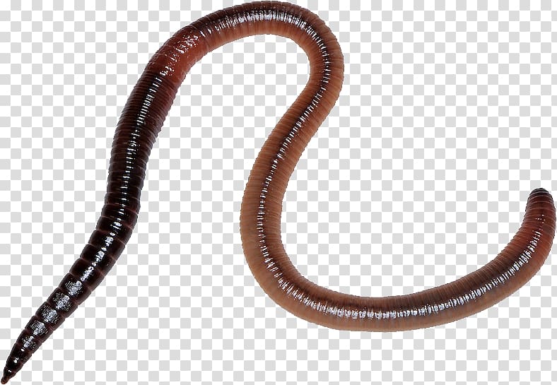 Earthworm, worms transparent background PNG clipart