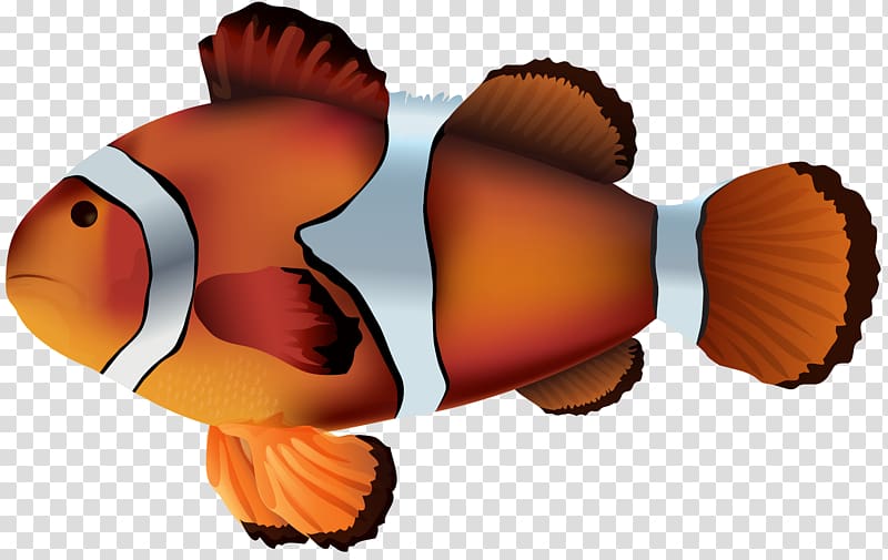 Clownfish Sea anemone , fish transparent background PNG clipart