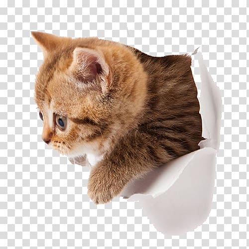 short-coated brown kitten, Cat Wall decal Sticker Window, Kitten transparent background PNG clipart