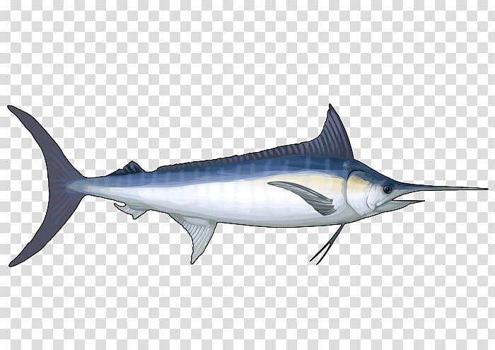 Swordfish Squaliform sharks Requiem sharks Marine biology Marine mammal, BLUE MARLIN transparent background PNG clipart