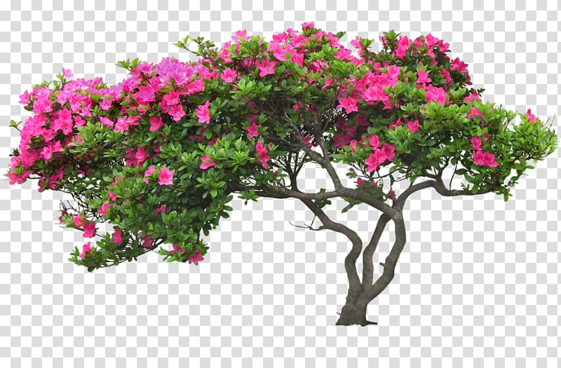 Tree Flower, flower wall transparent background PNG clipart