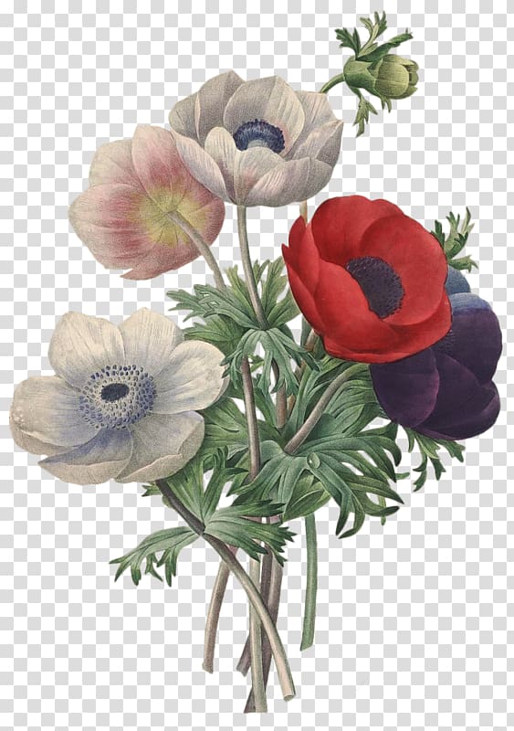 Flower Pierre-Joseph Redouté (1759-1840) Romantic Roses: Redouté\'s Roses Choix des plus belles fleurs Illustration, flower transparent background PNG clipart