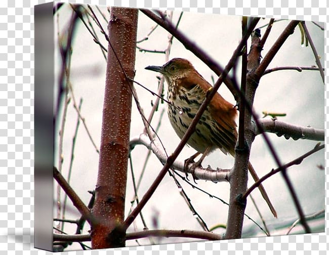 Wren Finches American Sparrows Cuckoos, sparrow transparent background PNG clipart