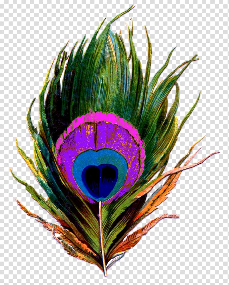 peacock feather clipart