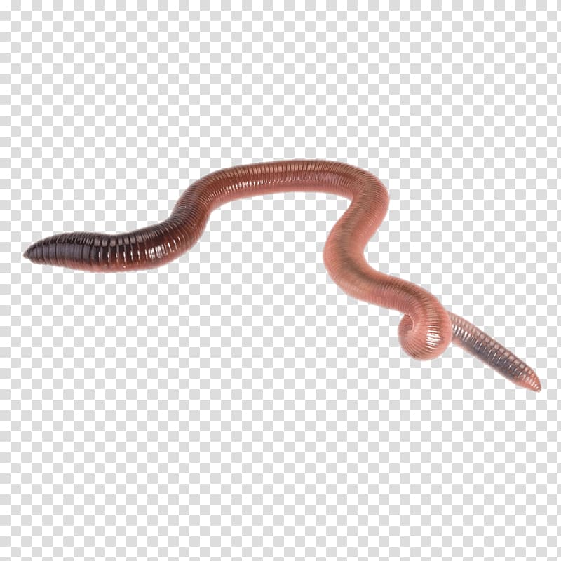 Worms transparent background PNG clipart