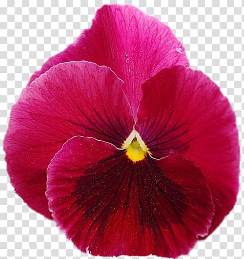 Pansy Magenta Annual plant Petal, others transparent background PNG clipart