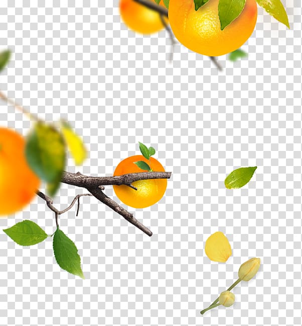 orange tree material transparent background PNG clipart
