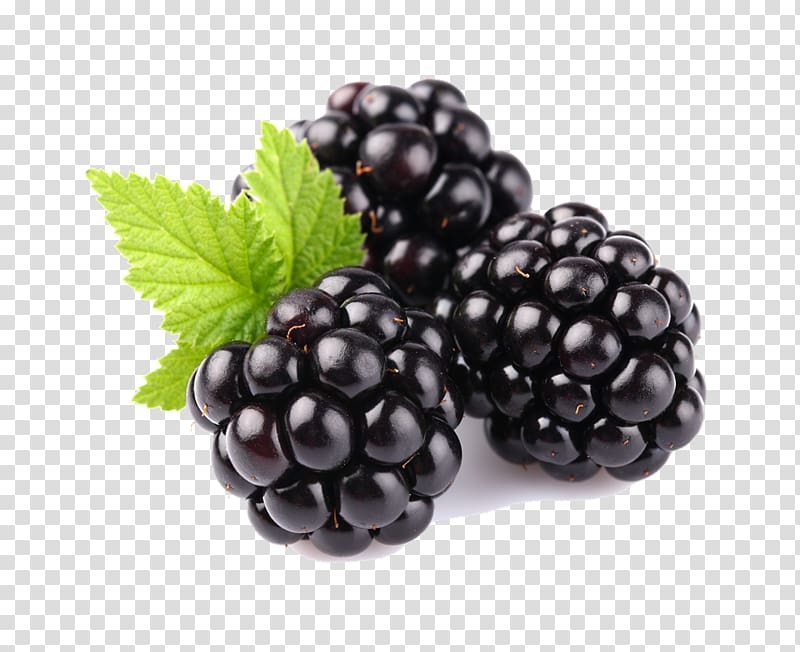 blackberry fruit clipart drawings