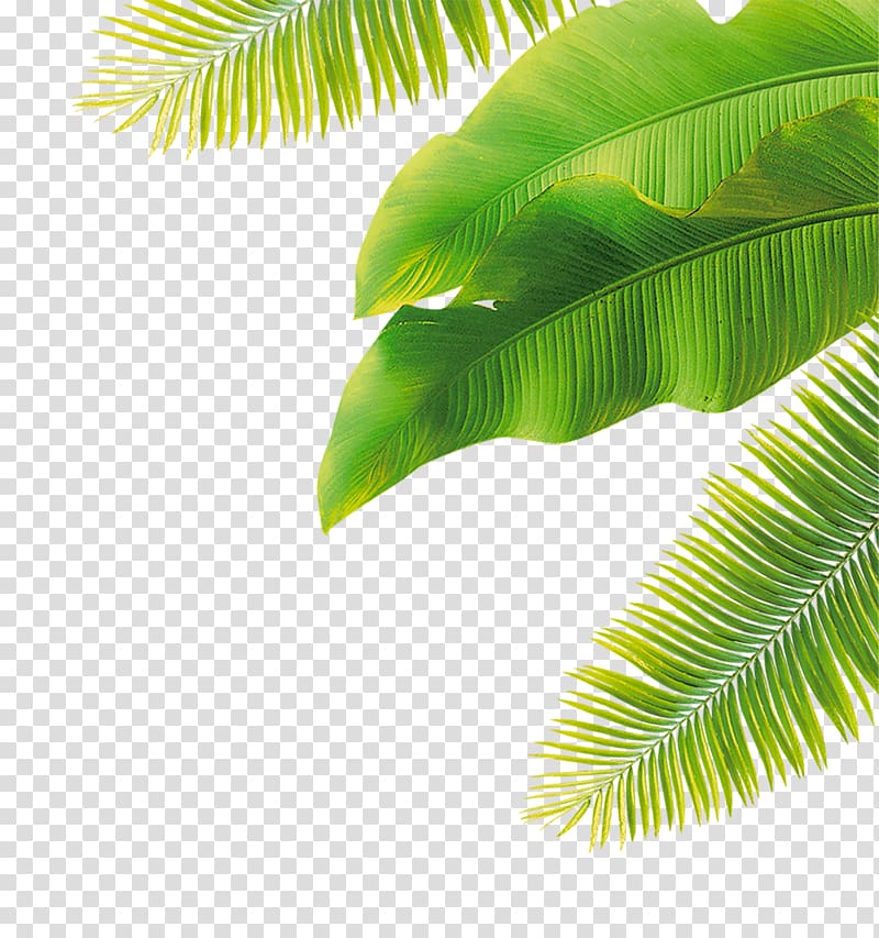 Fruit Flower, green leaves, green banana leaves and coconut tree leaves transparent background PNG clipart