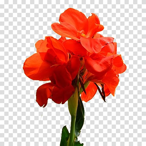 Canna indica Flower Pixel, Cannabis transparent background PNG clipart