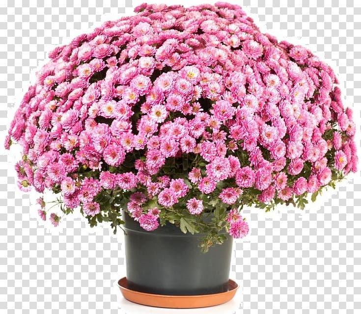 Chrysanthemum ×grandiflorum Flowerpot Perennial plant, flower transparent background PNG clipart