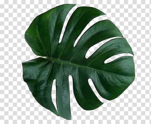monstera leaves transparent background PNG clipart