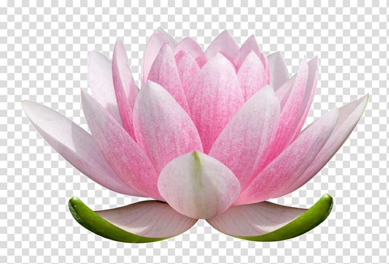 Nelumbo nucifera Flower Nymphaea lotus Plant symbolism, Yoga LOTUS transparent background PNG clipart