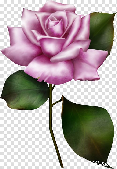 Garden roses Flower , lilac flower transparent background PNG clipart