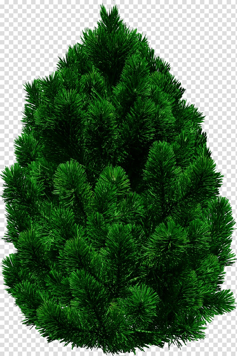 green Christmas tree, Tree, Tree transparent background PNG clipart