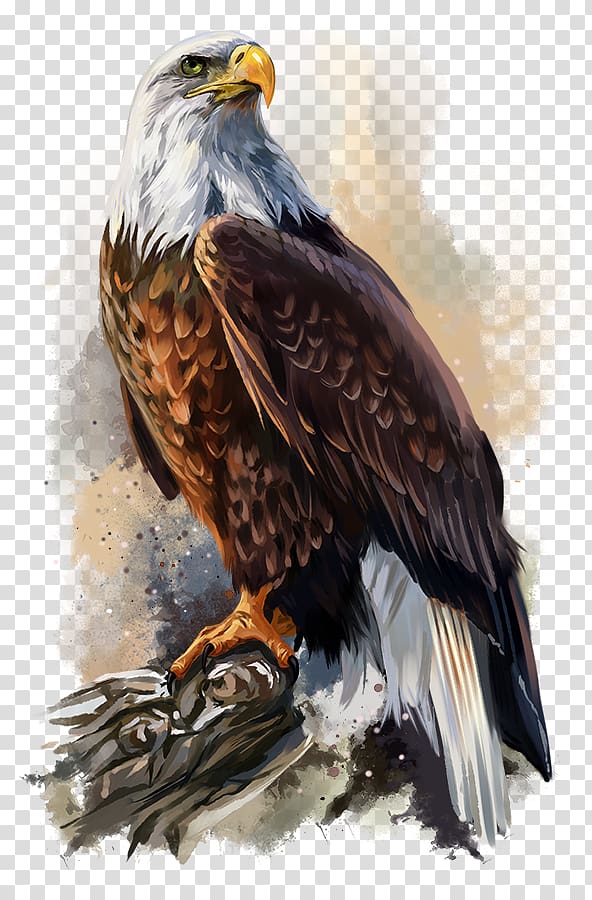 Bald Eagle Poster Art, eagle transparent background PNG clipart