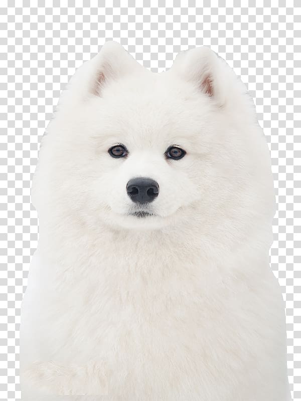 German Spitz Klein German Spitz Mittel American Eskimo Dog Samoyed dog Japanese Spitz, Decent dog transparent background PNG clipart