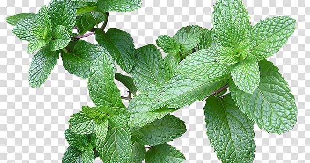 Mint Herb Health Ingredient Food, Mint transparent background PNG clipart