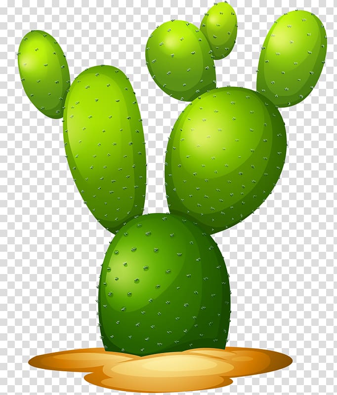 Opuntia microdasys Pereskioideae Illustration, Hand-painted cactus transparent background PNG clipart