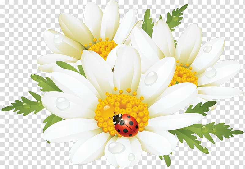 Flower Common daisy Computer Icons , camomile transparent background PNG clipart