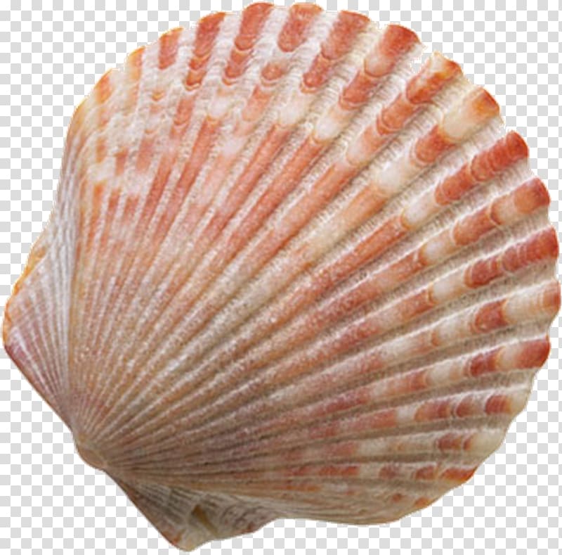 Seashell , conch transparent background PNG clipart
