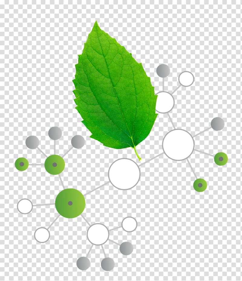 Leaf, Herbal Features transparent background PNG clipart