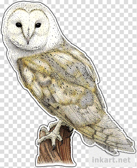Great Grey Owl Bird Barn owl, owl transparent background PNG clipart