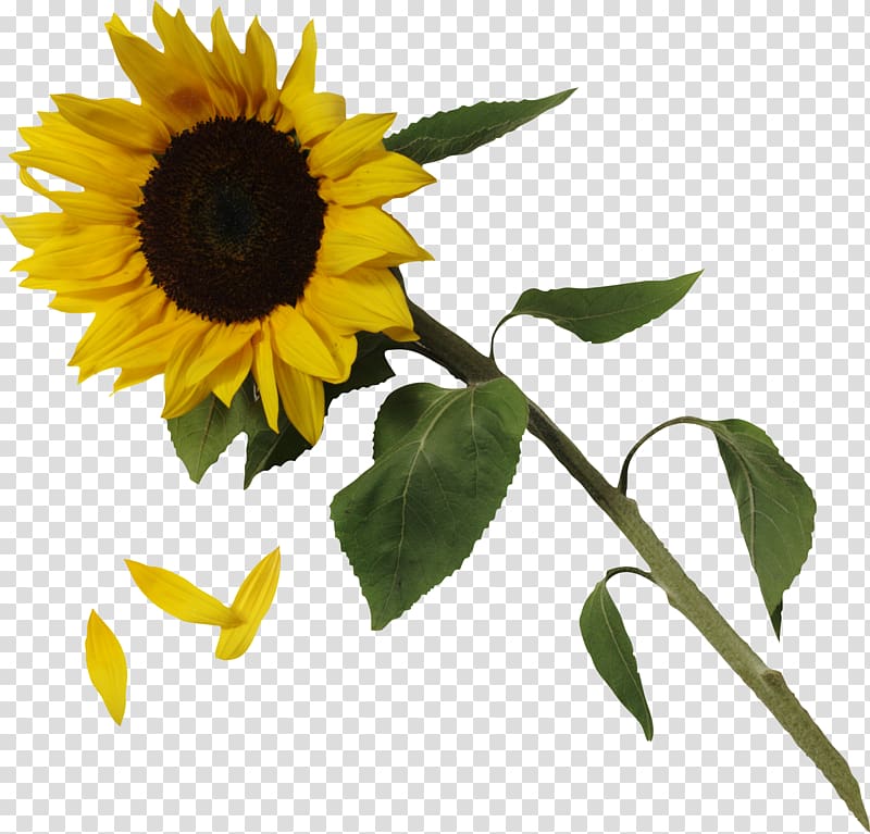 Free Download Common Sunflower Sunflower Transparent