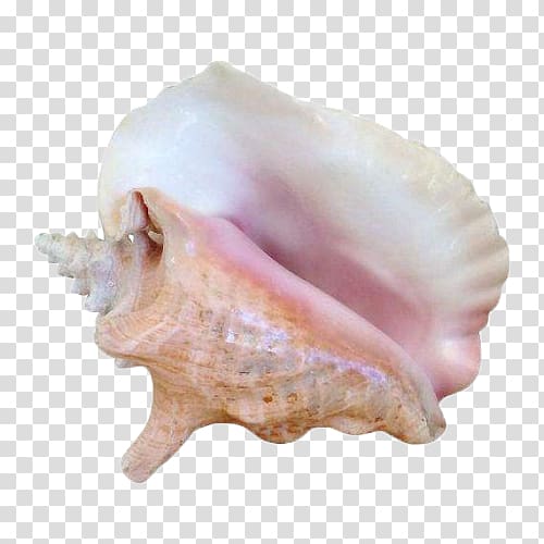 Seashell Sea snail Molluscs Conch, Pink conch transparent background PNG clipart