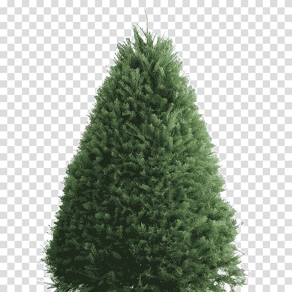 Balsam fir Douglas fir Artificial Christmas tree, fir wood transparent background PNG clipart